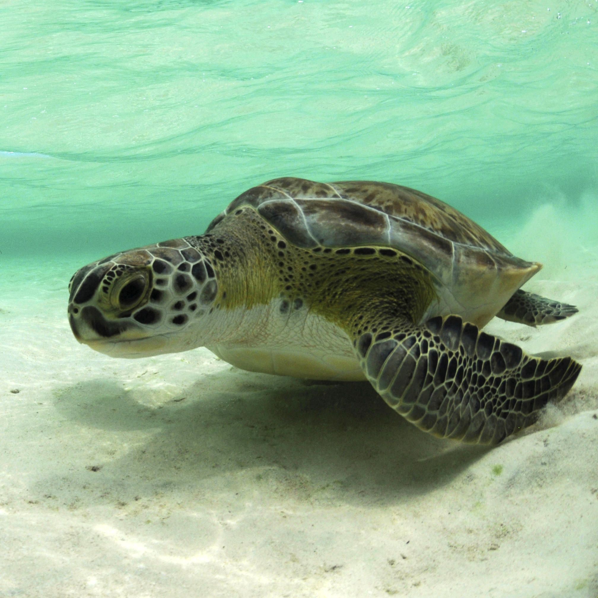Green Sea Turtle | Rainforest Alliance