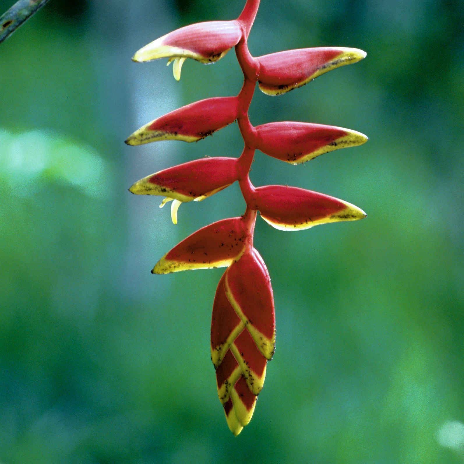 Rainforest Plants