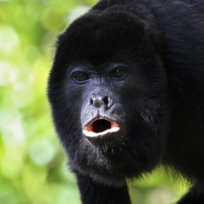 <p>An adult black Howler monkey on a tree howling at Costa Rica.</p>