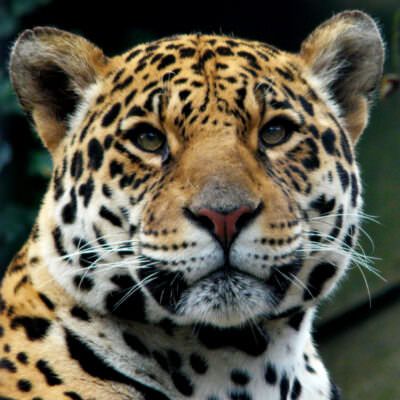 Jaguar | Rainforest Alliance
