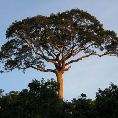 Chocó–Darién rainforests - Thomas Hawk