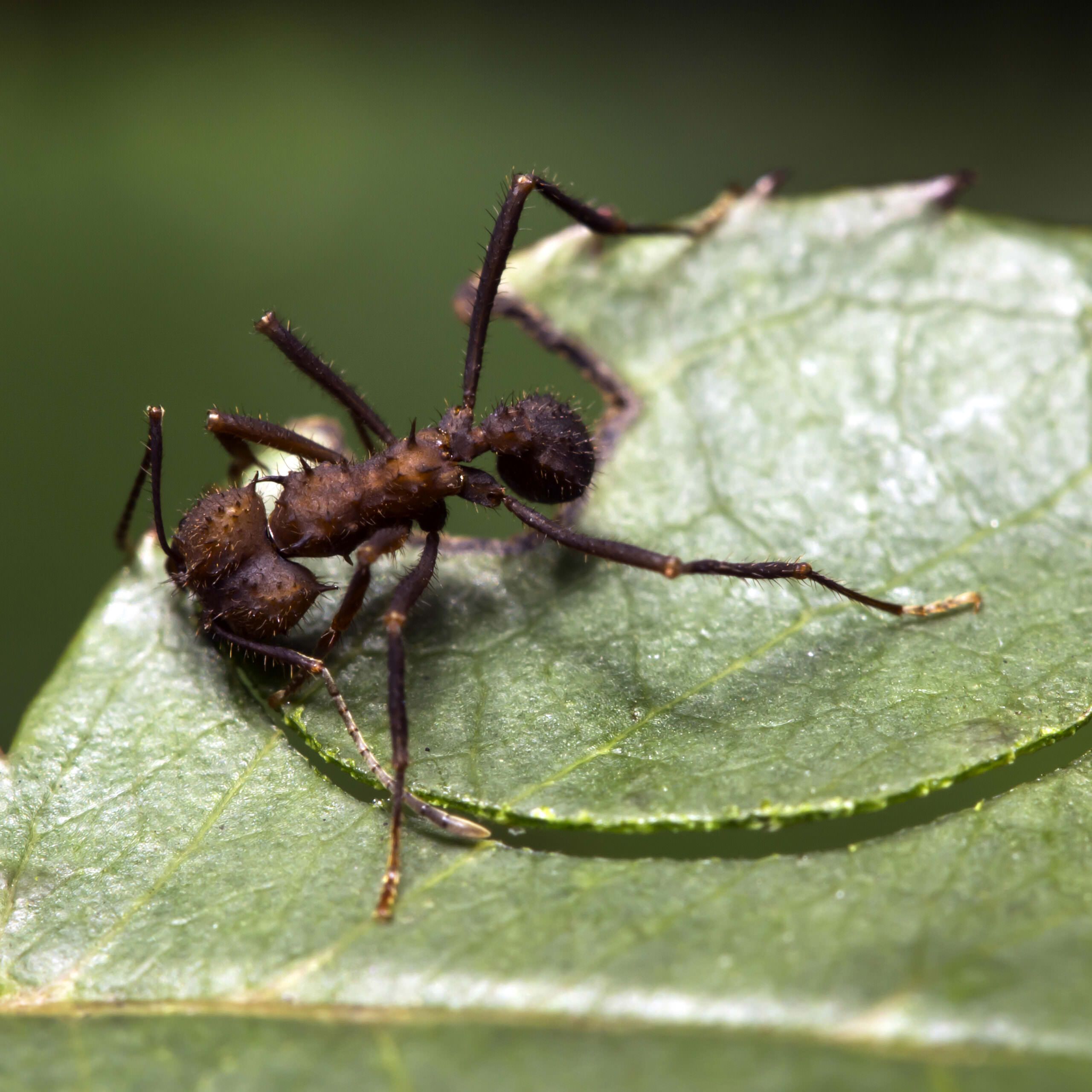 Leafcutter Ant | Rainforest Alliance