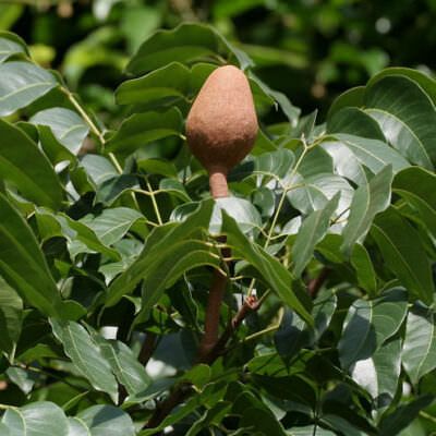 Caoba - What a tree it is