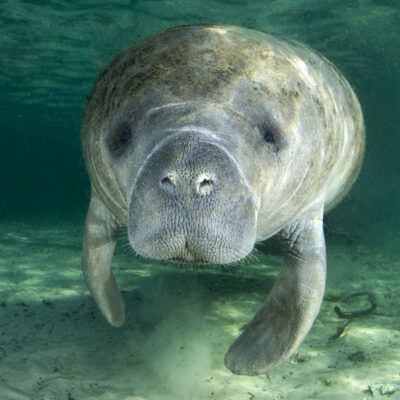 <p>A manatee (Trichechus manatus latirostrus) swims along underwater in the springs of Crystal River