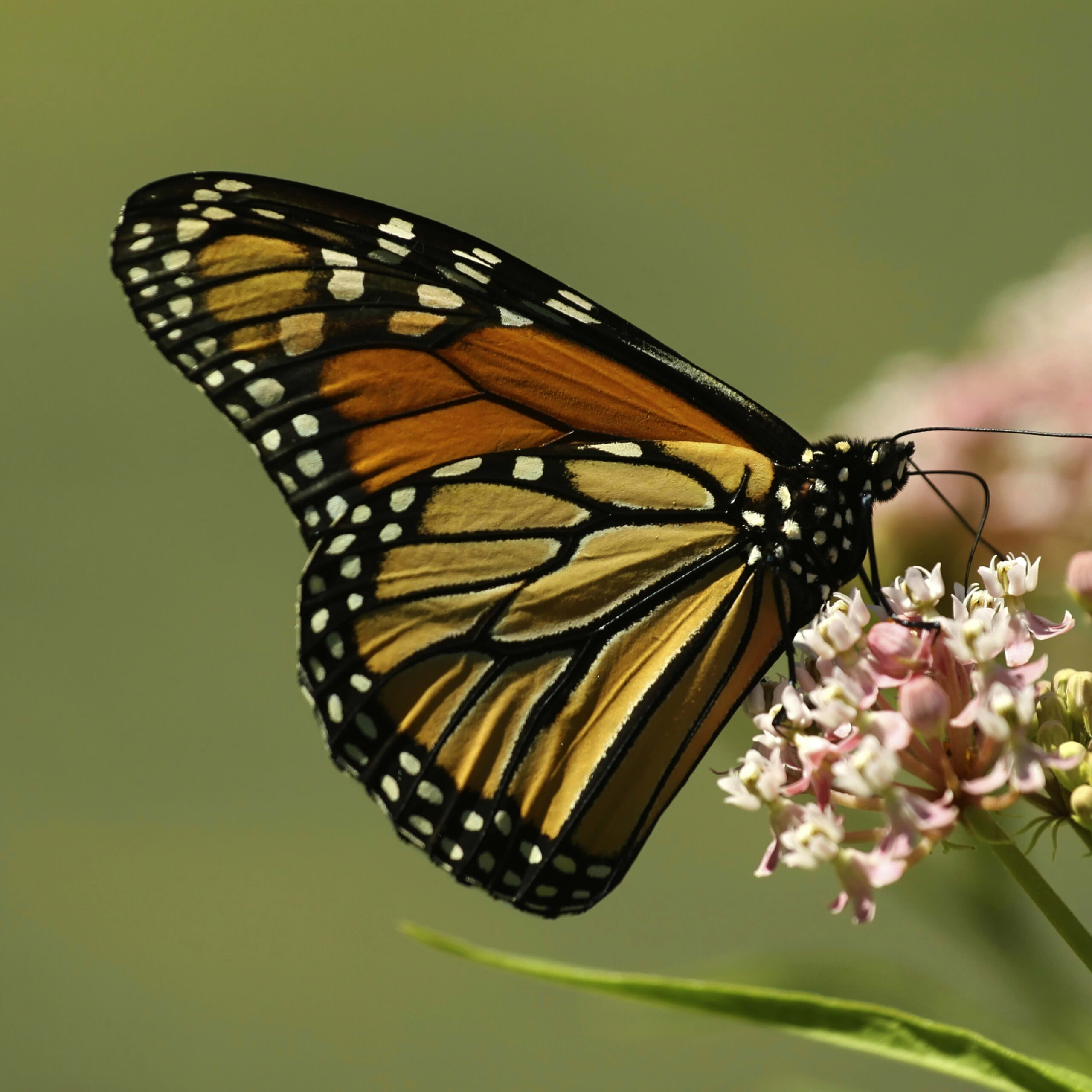 Monarch Butterfly Rainforest Alliance