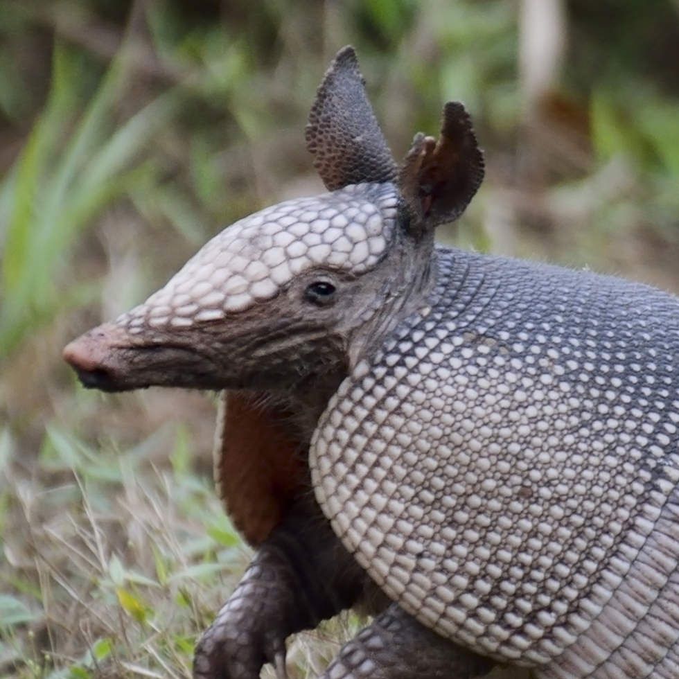 Nine-Banded Armadillo