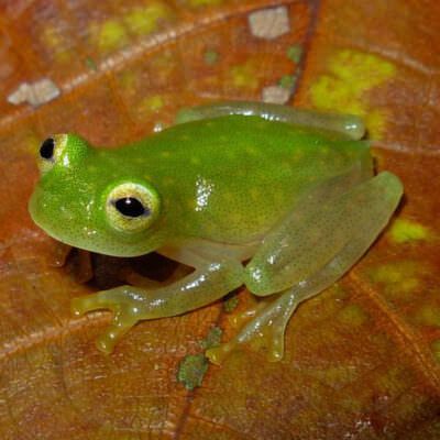 Northern Glass Frog  Rainforest Alliance