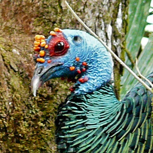 Ocellated Turkey Rainforest Alliance