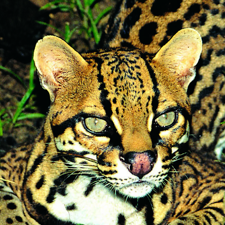 Ocelot Rainforest Alliance