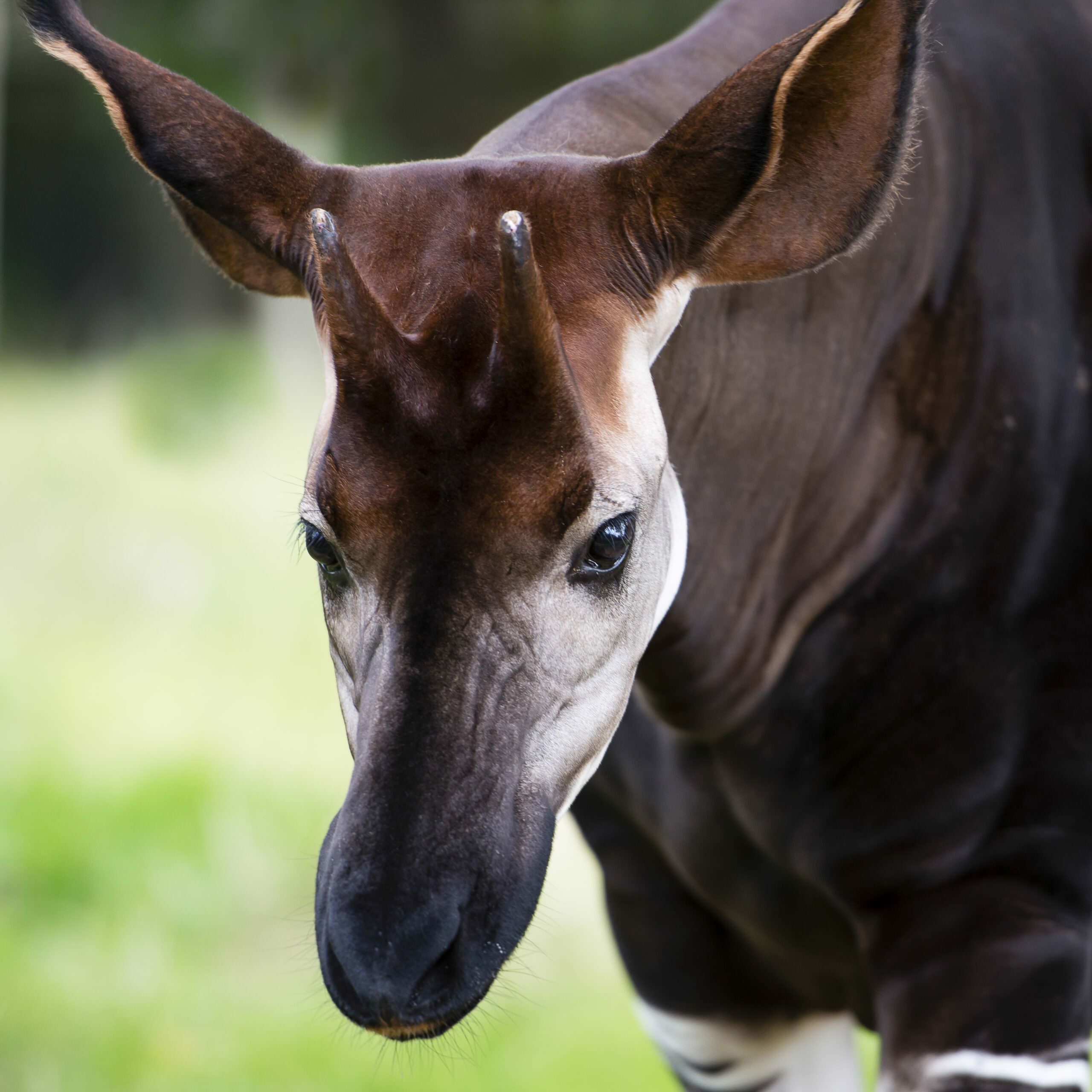 Okapi | Rainforest Alliance