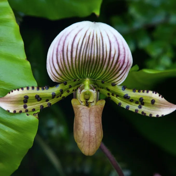 orchid-1.png.webp