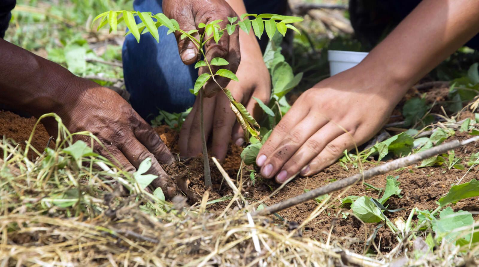 Two sets of hands plant seedling on the ground