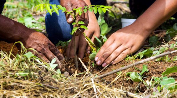 Two sets of hands plant seedling on the ground