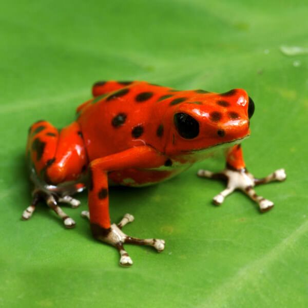 Strawberry Poison Dart Frog (Dendrobates pumilio)