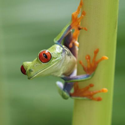 red eyed tree frog predators