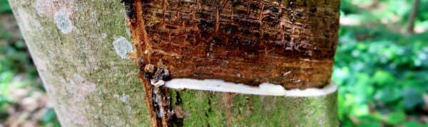 Incised rubber tree - header