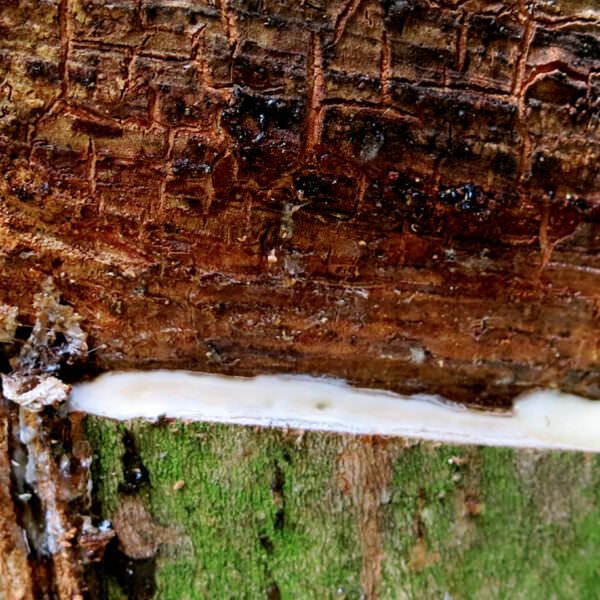 Incised rubber tree - header