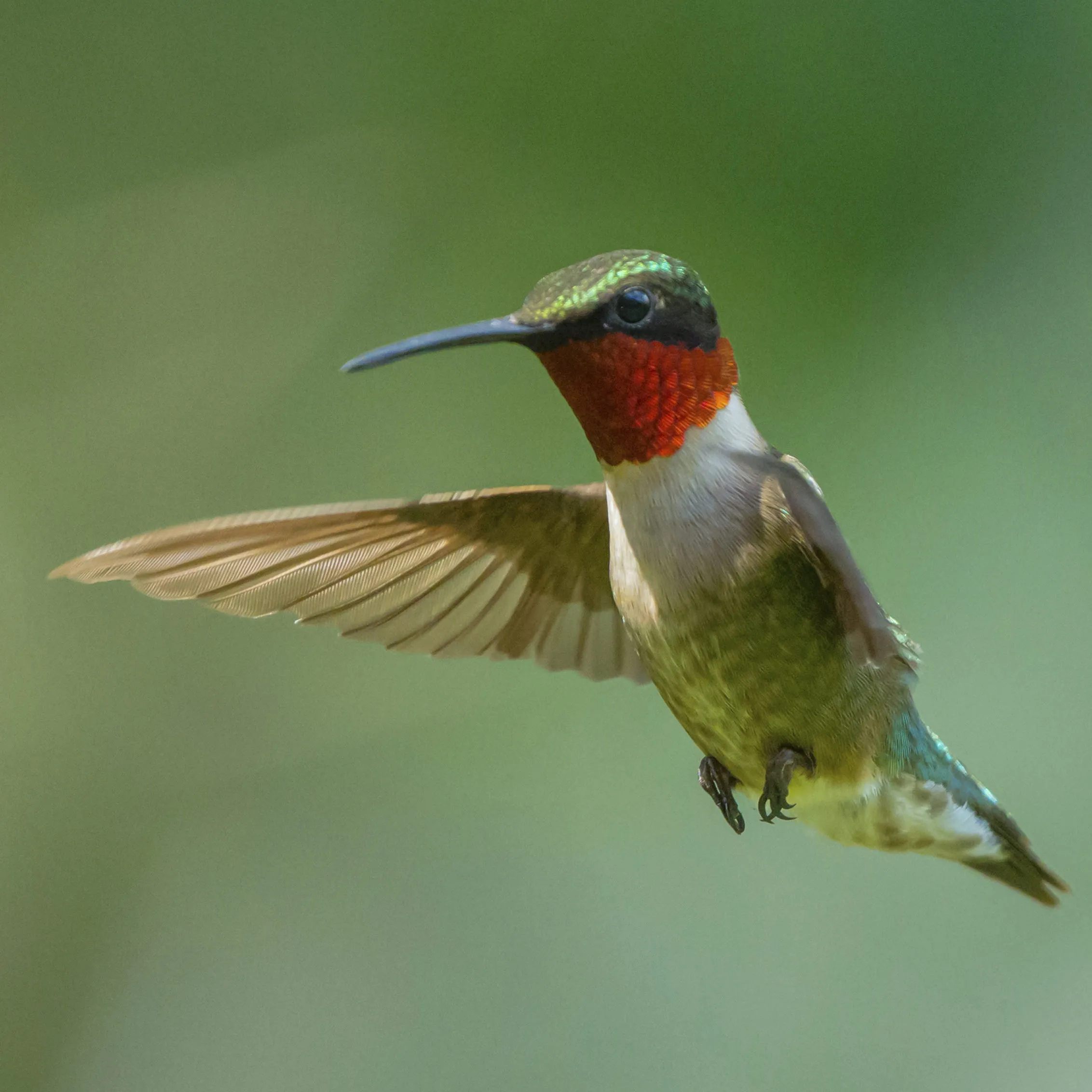 ハミングバードページ Humming Bird 【公式通販】 アイドル
