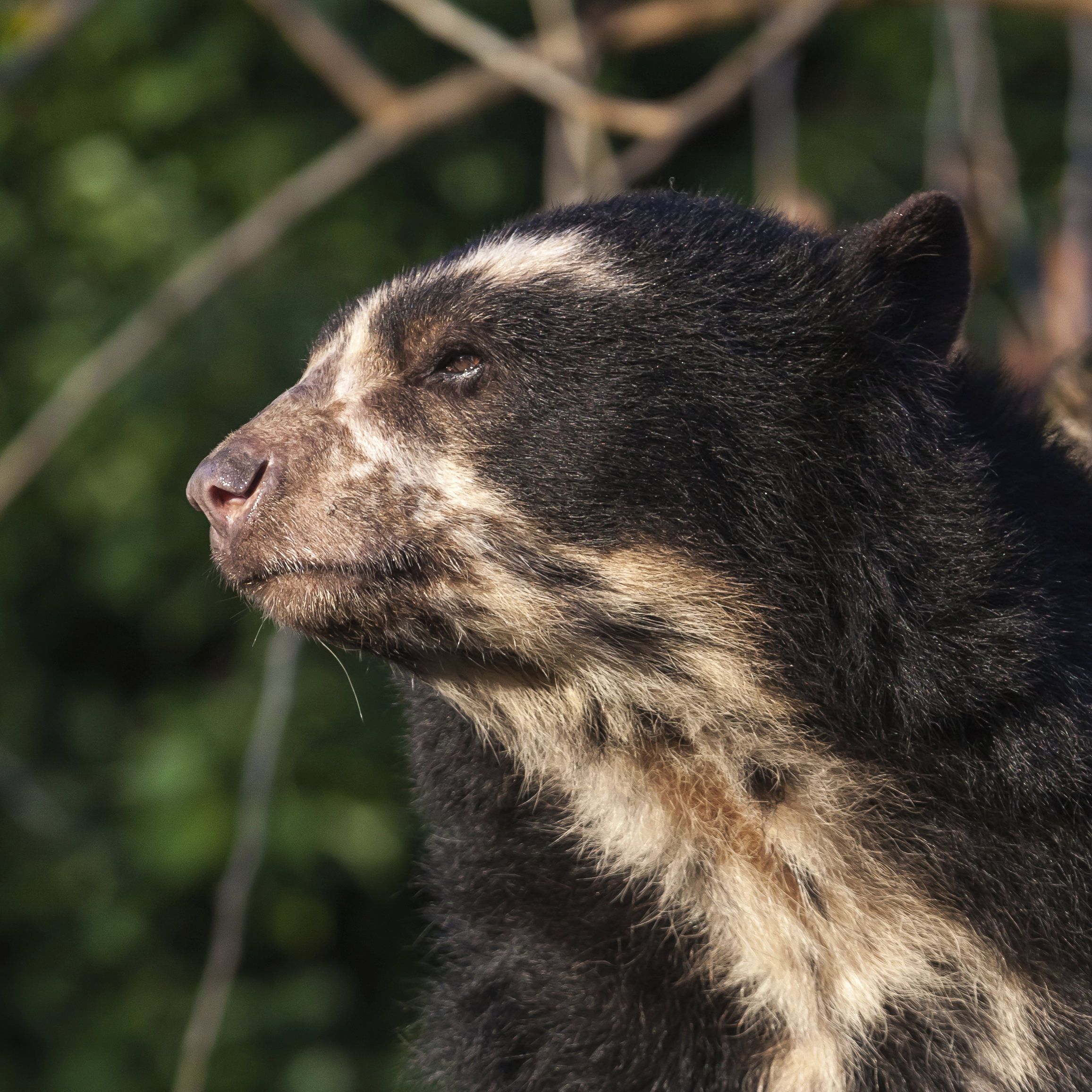 Spectacled Bear | Rainforest Alliance