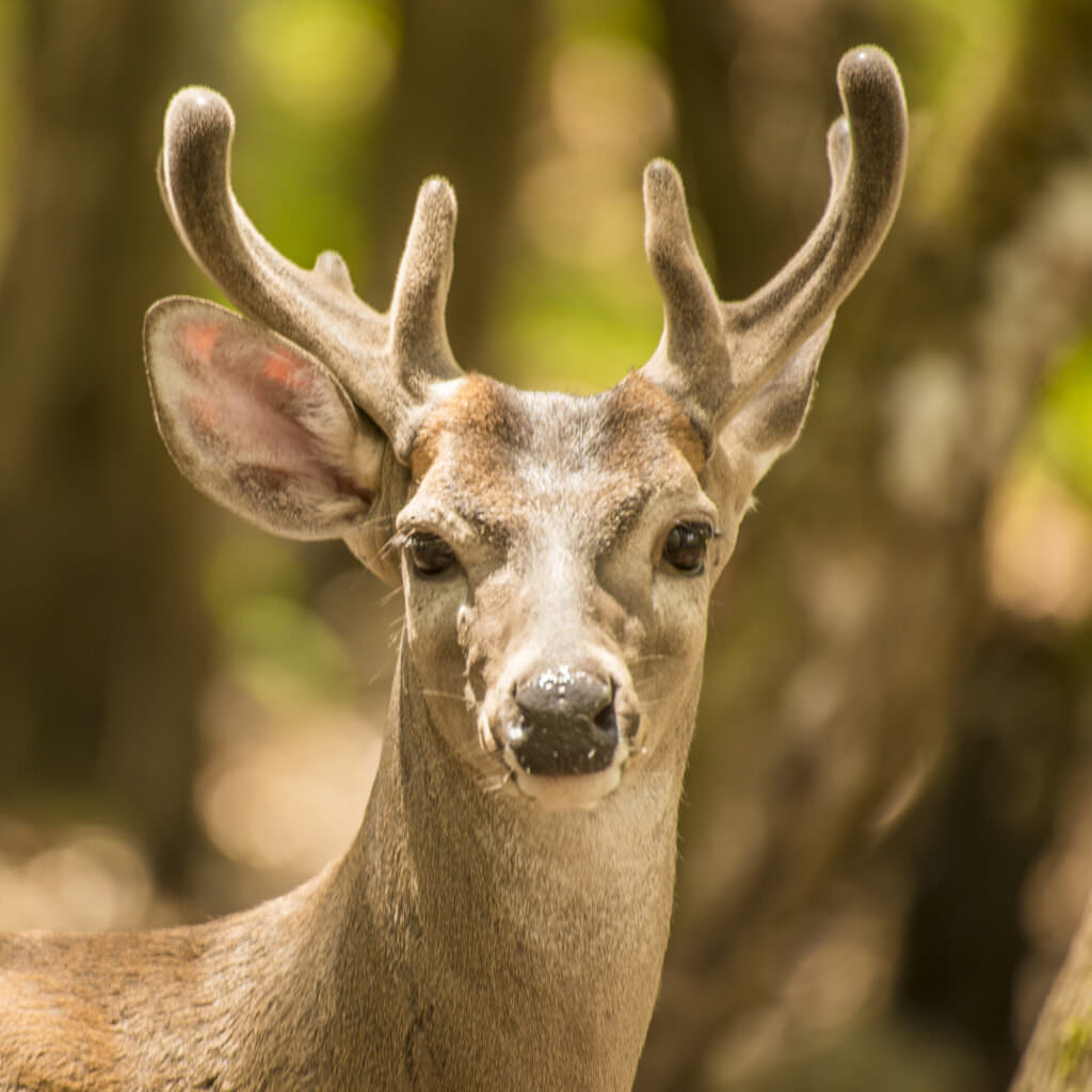 Yucatan White-Tailed Deer | Rainforest Alliance