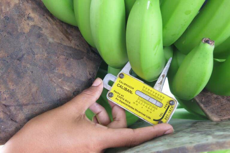 How Are More Sustainable Bananas Grown Rainforest Alliance