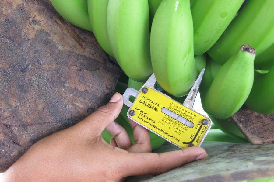 Measuing bananas at harvest