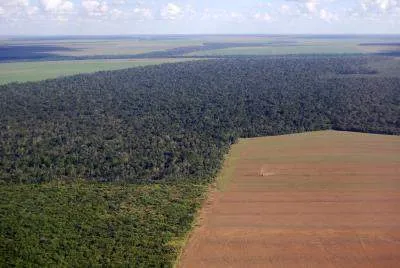 essay on definition of deforestation