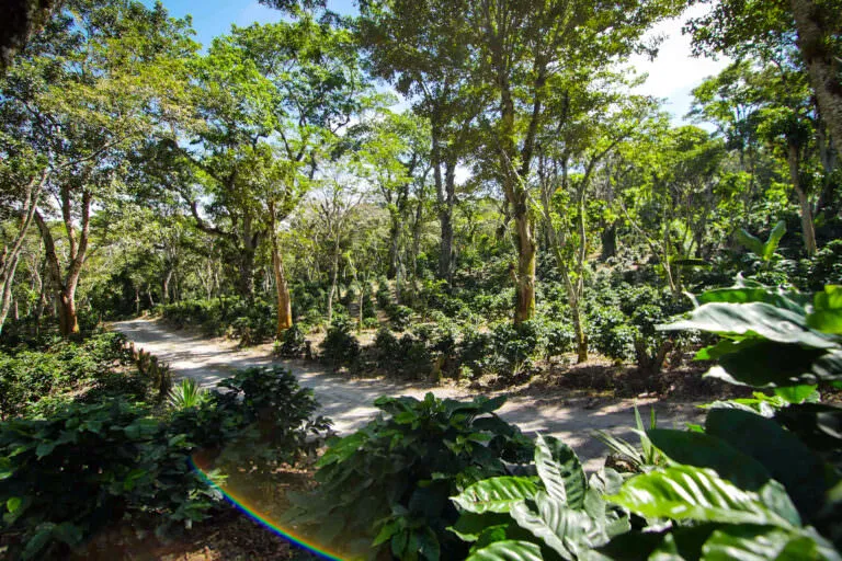 Nicaragua shade coffee farm