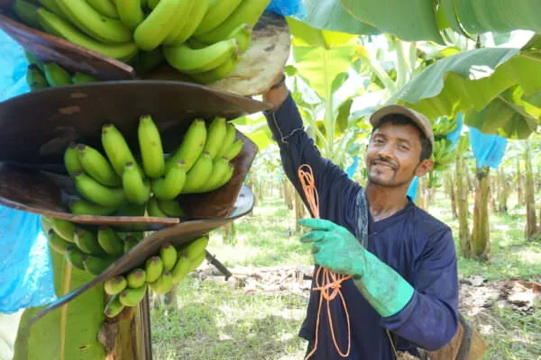 Costa Rica banana farmer