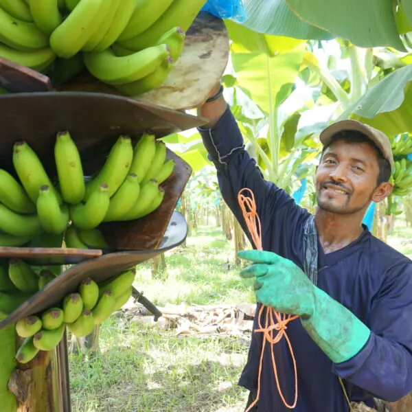 Costa Rica banana farmer