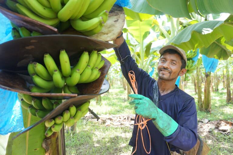 Costa Rica banana farmer