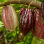 Cocoa: Origin Matching Mass Balance Timelines