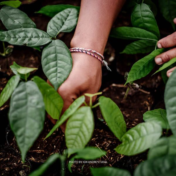 Regenerative agriculture: a hand tending to cocoa seedlings
