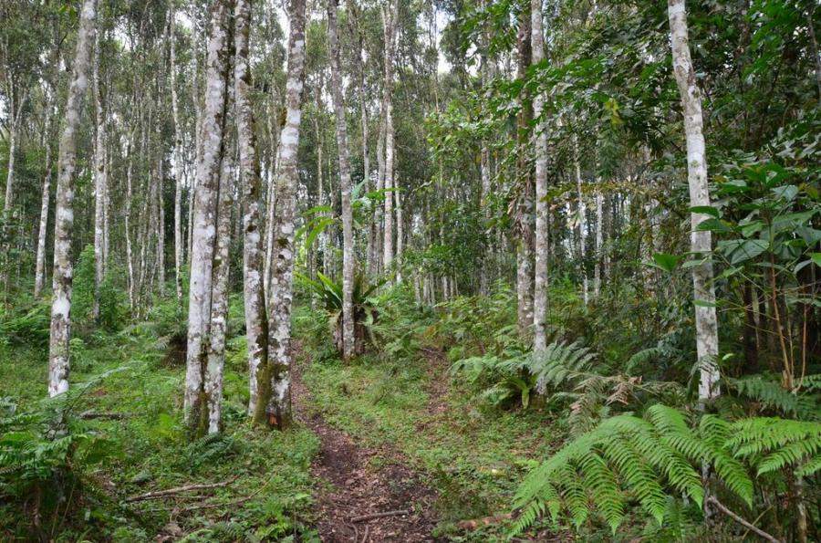 Introducing the World’s First Rainforest Alliance Certified Cinnamon