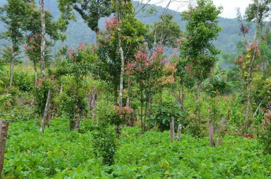 certified cinnamon farm in Indonesia