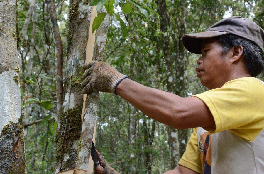 certified cinnamon farmer