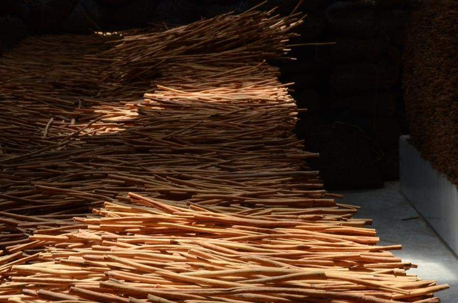 certified cinnamon farm in Indonesia