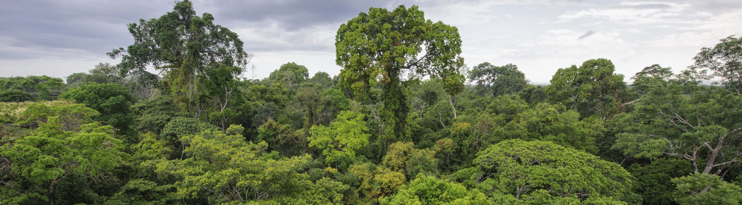 9 datos del bosque tropical que todos debemos saber Rainforest Alliance Para empresas