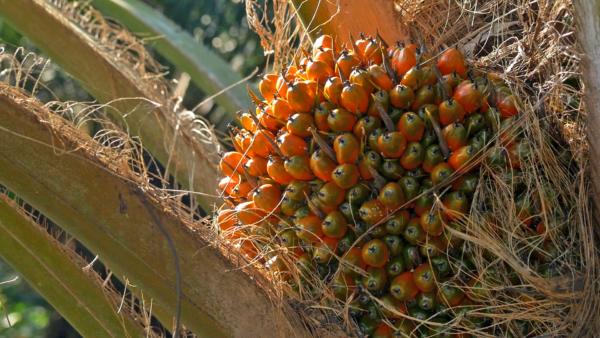 palm oil