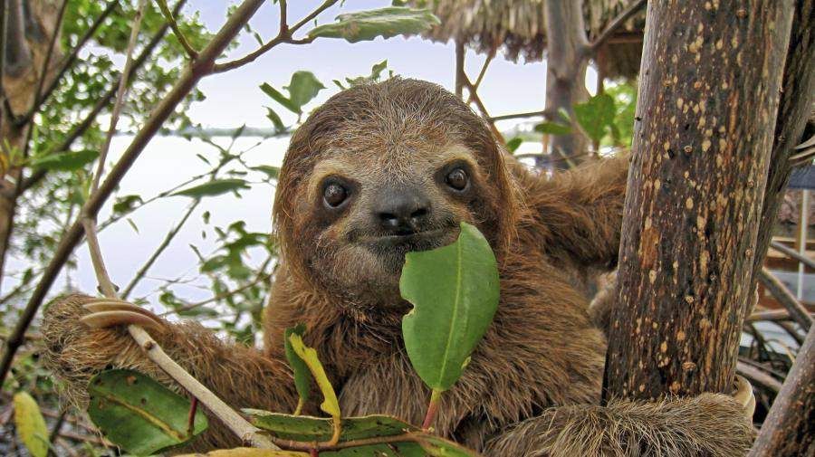 The sloth  is one of many fascinating rainforest animals