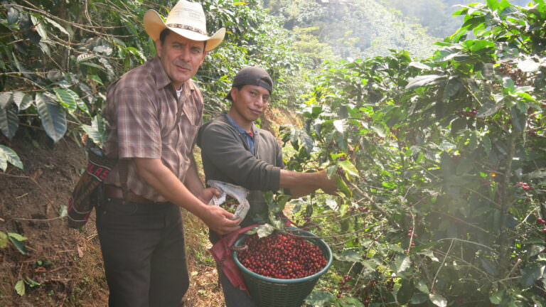 COFFEE CULTIVATION IN GUATEMALA LABORERS PICKING HARVESTING COFFEE PLANTATION 