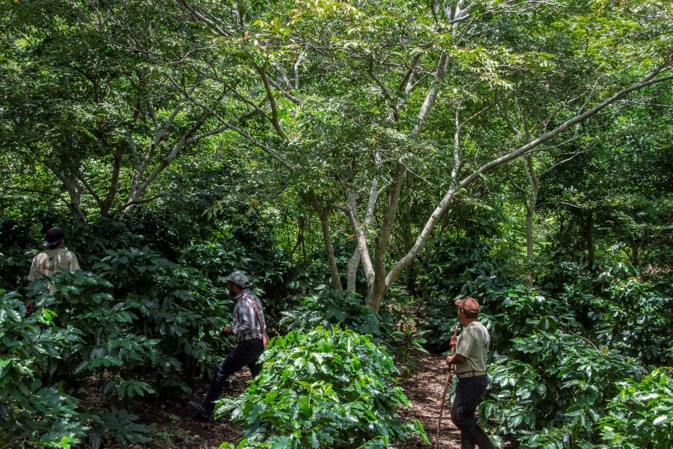 Ecosystem Services from Forest Landscapes: Broadscale