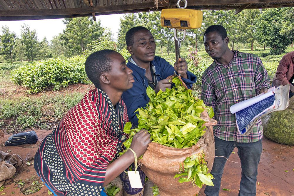 FAQ 2020 Supply Chain Requirements Rainforest Alliance