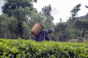 tea picker in Malawi - header