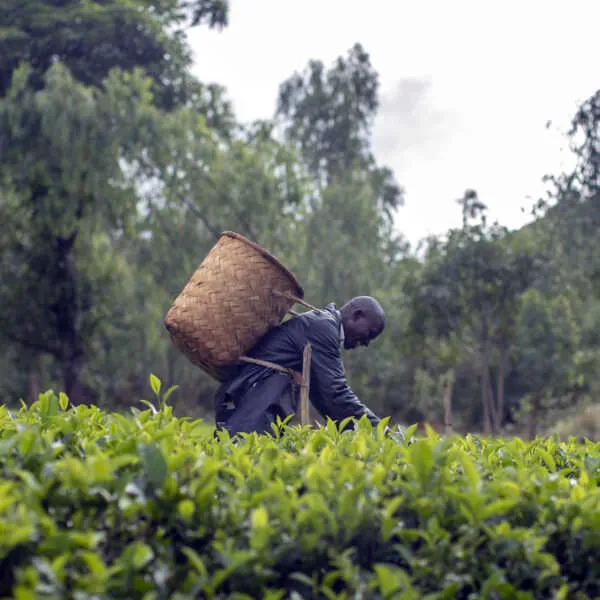 tea picker in Malawi - header