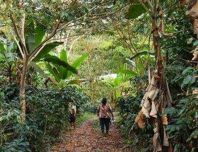 the Rainforest Alliance created a climate-smart agriculture guide for Peru’s cocoa and coffee farmers