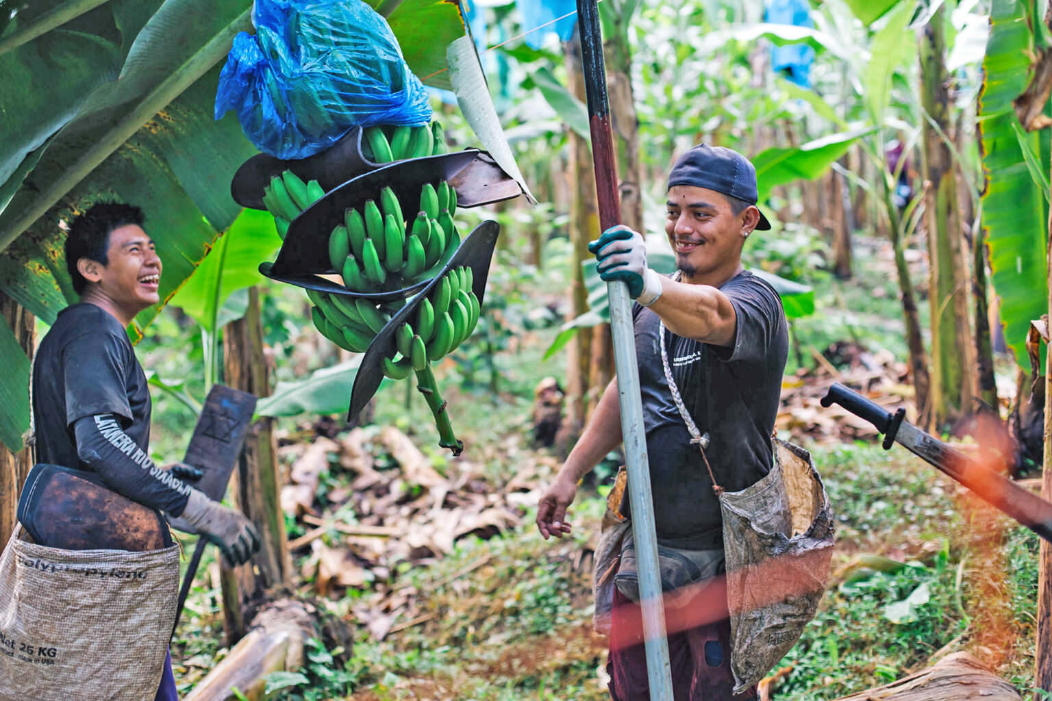 Rainforest Alliancezertifizierte Bananen Rainforest Alliance Für