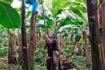 Un travailleur récoltant des bananes sur la plantation de bananes de Platanera Rio Sixaloa au Costa Rica.