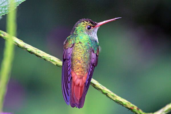 Rufous-tailed hummingbird