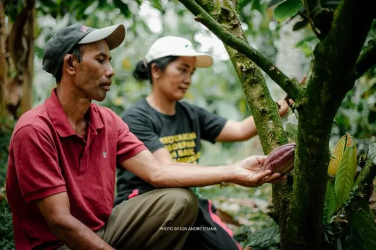 SUBAK cocoa project